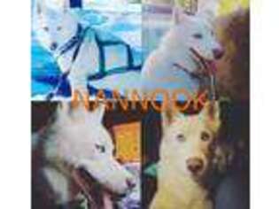 Siberian Husky Puppy for sale in Milwaukee, WI, USA