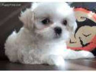 Mal-Shi Puppy for sale in Brinnon, WA, USA