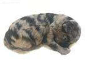 Miniature Australian Shepherd Puppy for sale in Spring Branch, TX, USA