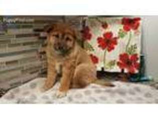 Shiba Inu Puppy for sale in Jersey City, NJ, USA