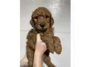 Goldendoodle Puppy for sale in Everett, WA, USA
