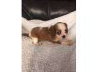 Cavalier King Charles Spaniel Puppy for sale in Yantis, TX, USA