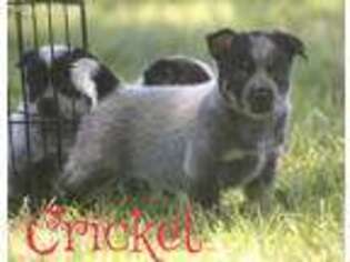Australian Cattle Dog Puppy for sale in Milo, MO, USA