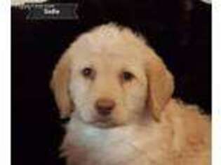 Labradoodle Puppy for sale in Ottawa, KS, USA