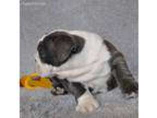 Bulldog Puppy for sale in Frenchville, PA, USA