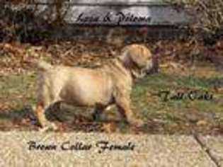 Boerboel Puppy for sale in Bowling Green, VA, USA