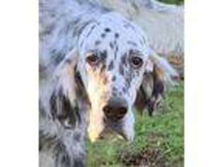 English Setter Puppy for sale in Paradise, CA, USA