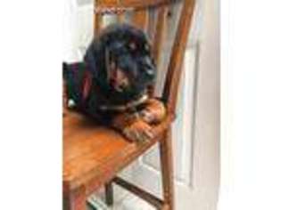 Rottweiler Puppy for sale in Ocala, FL, USA