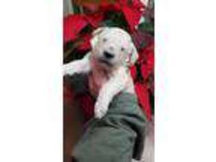 Mutt Puppy for sale in Centralia, WA, USA