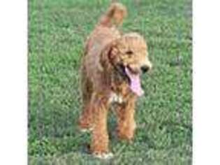 Goldendoodle Puppy for sale in Whitwell, TN, USA