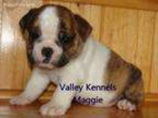 Bulldog Puppy for sale in Afton, OK, USA