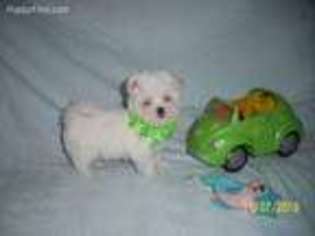 Maltese Puppy for sale in Davisville, WV, USA