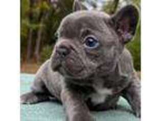 French Bulldog Puppy for sale in Norcross, GA, USA