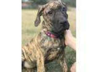 Great Dane Puppy for sale in Dade City, FL, USA