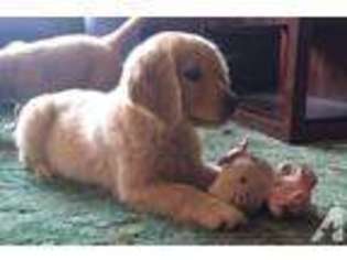 Golden Retriever Puppy for sale in FOREST GROVE, OR, USA