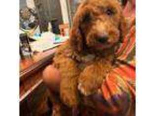 Goldendoodle Puppy for sale in Kenosha, WI, USA