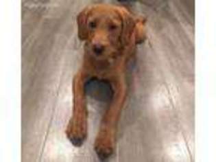Labradoodle Puppy for sale in San Ramon, CA, USA