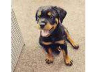 Rottweiler Puppy for sale in Sanford, FL, USA