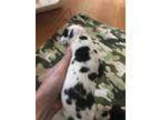 Great Dane Puppy for sale in Mccomb, MS, USA
