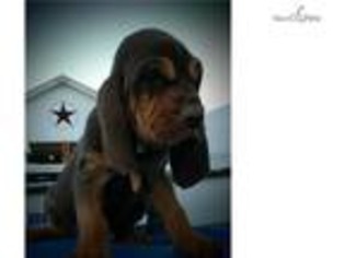 Bloodhound Puppy for sale in Fort Worth, TX, USA