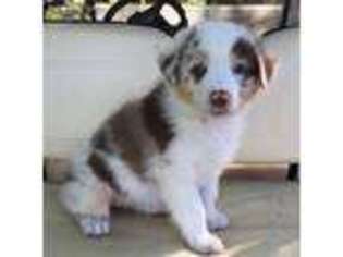 Australian Shepherd Puppy for sale in Ennis, TX, USA