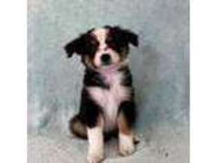 Miniature Australian Shepherd Puppy for sale in Kennewick, WA, USA