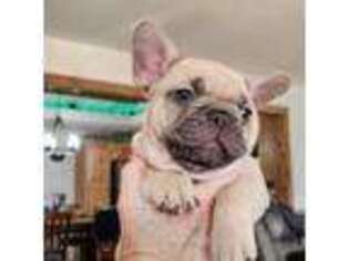 French Bulldog Puppy for sale in West Fork, AR, USA