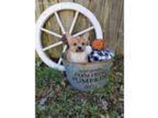 Pembroke Welsh Corgi Puppy for sale in Virginia Beach, VA, USA