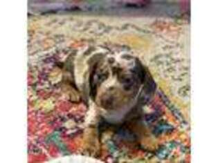 Dachshund Puppy for sale in Seymour, MO, USA