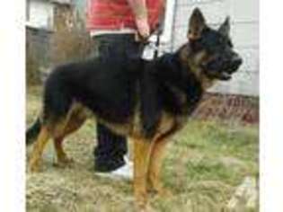 German Shepherd Dog Puppy for sale in NEWTON FALLS, OH, USA