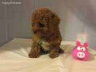 Yorkshire Terrier Puppy for sale in Temple Hills, MD, USA