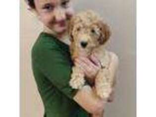 Goldendoodle Puppy for sale in Myakka City, FL, USA