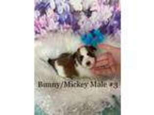 Maltese Puppy for sale in Belding, MI, USA
