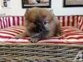 Pomeranian Puppy for sale in LA MIRADA, CA, USA