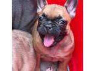 French Bulldog Puppy for sale in Newnan, GA, USA