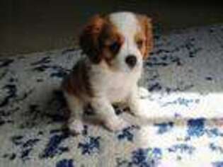 Cavalier King Charles Spaniel Puppy for sale in Fairland, IN, USA