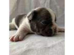 French Bulldog Puppy for sale in Lovell, WY, USA