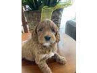 Labradoodle Puppy for sale in Seneca, SC, USA