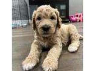 Goldendoodle Puppy for sale in Chino, CA, USA