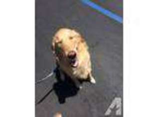 Labrador Retriever Puppy for sale in SAN BERNARDINO, CA, USA