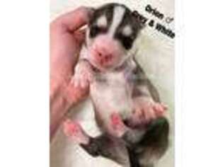 Siberian Husky Puppy for sale in Tempe, AZ, USA