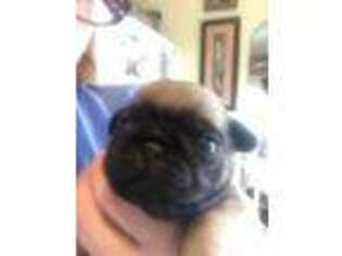 Pug Puppy for sale in Rapid City, SD, USA