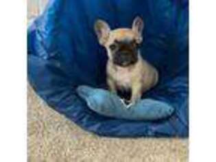 French Bulldog Puppy for sale in Yorkville, IL, USA