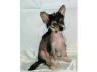 Chinese Crested Puppy for sale in MILILANI, HI, USA