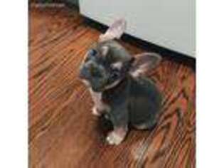 French Bulldog Puppy for sale in Fleming, CO, USA