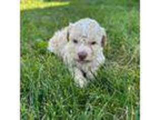 Lagotto Romagnolo Puppy for sale in Victor, ID, USA