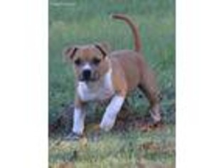 American Staffordshire Terrier Puppy for sale in Catharpin, VA, USA
