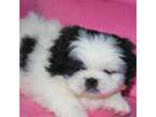 Pekingese Puppy for sale in Caddo Mills, TX, USA