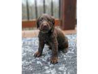 Labradoodle Puppy for sale in Due West, SC, USA