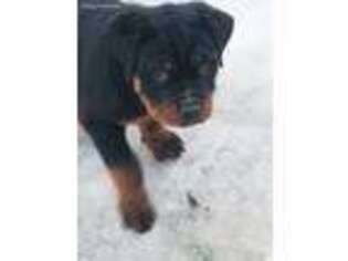 Rottweiler Puppy for sale in Clayton, WA, USA